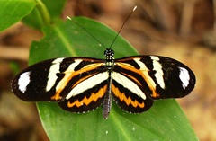 Heliconius ethilla narcaea