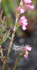 Erica gnaphaloides