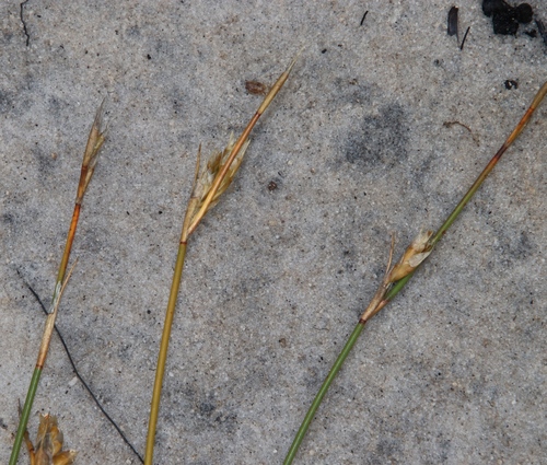 Image of Restio dodii by (c) Tony Rebelo, some rights reserved (CC BY-SA)
