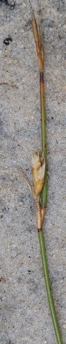 Image of Restio dodii by (c) Tony Rebelo, some rights reserved (CC BY-SA)