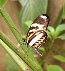 Heliconius ethilla narcaea
