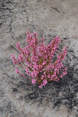 Erica gnaphaloides