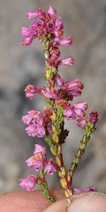 Erica gnaphaloides