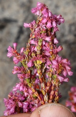 Erica gnaphaloides