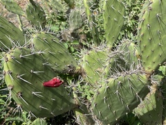Opuntia caracassana