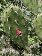 Opuntia caracassana