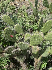 Opuntia caracassana