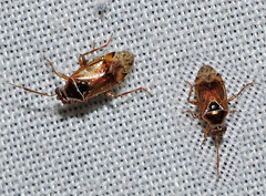 Alloeotomus gothicus