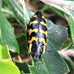 Cyrioides imperialis