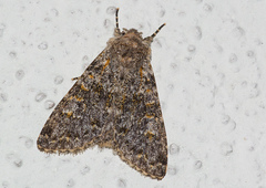 Polymixis flavicincta