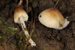 Pseudosperma friabile