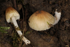 Pseudosperma friabile