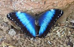 Morpho helenor achillides