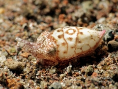 Sepia latimanus