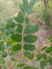 Pseudosamanea guachapele