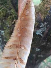 Pseudosamanea guachapele