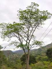 Pseudosamanea guachapele