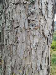 Pseudosamanea guachapele