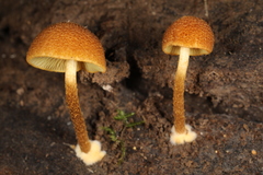 Phaeomarasmius proximans
