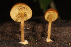 Phaeomarasmius proximans