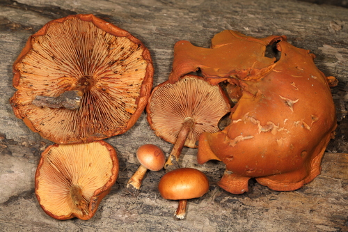 Gymnopilus subdryophilus