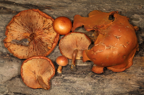 Gymnopilus subdryophilus (Photo 2 of 2)
