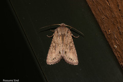 Ichneutica averilla