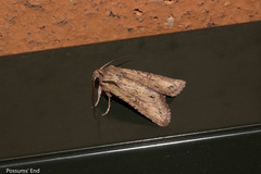 Ichneutica averilla