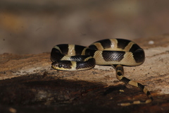 Southwestern Cat-Eyed Snake photo 3