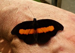 Catonephele acontius caeruleus