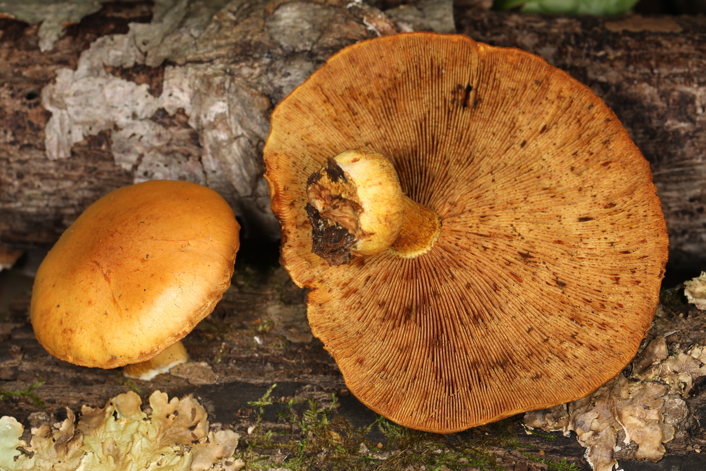 Pleuroflammula multifolia