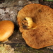Pleuroflammula multifolia - Photo (c) John Plischke, algunos derechos reservados (CC BY-NC), uploaded by John Plischke