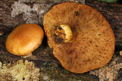 Pleuroflammula multifolia