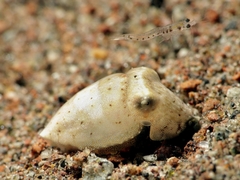 Sepia latimanus