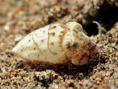 Sepia latimanus