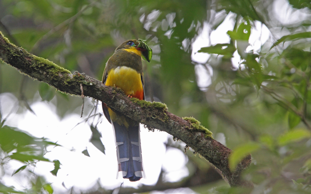 Javan Trogon