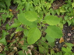 Porophyllum punctatum