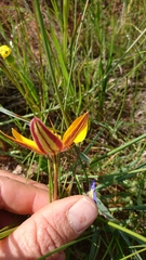 Pauridia canaliculata