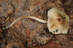 Pseudosperma friabile