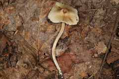 Pseudosperma friabile