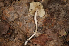 Pseudosperma friabile