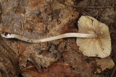 Pseudosperma friabile