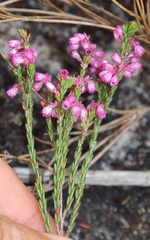 Erica gnaphaloides