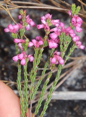 Erica gnaphaloides