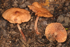 Lactarius subserifluus