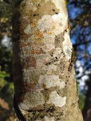 Melicoccus bijugatus