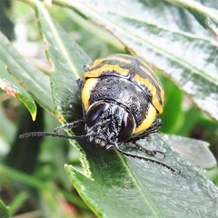 Cyrioides imperialis