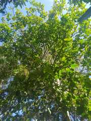 Melicoccus bijugatus