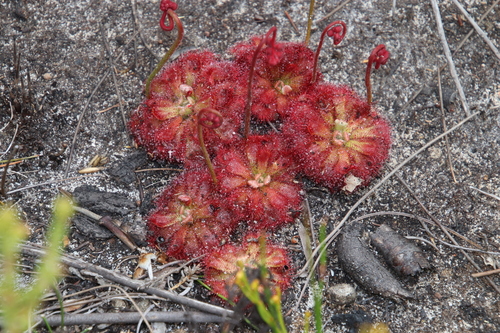 Drosera aliciae