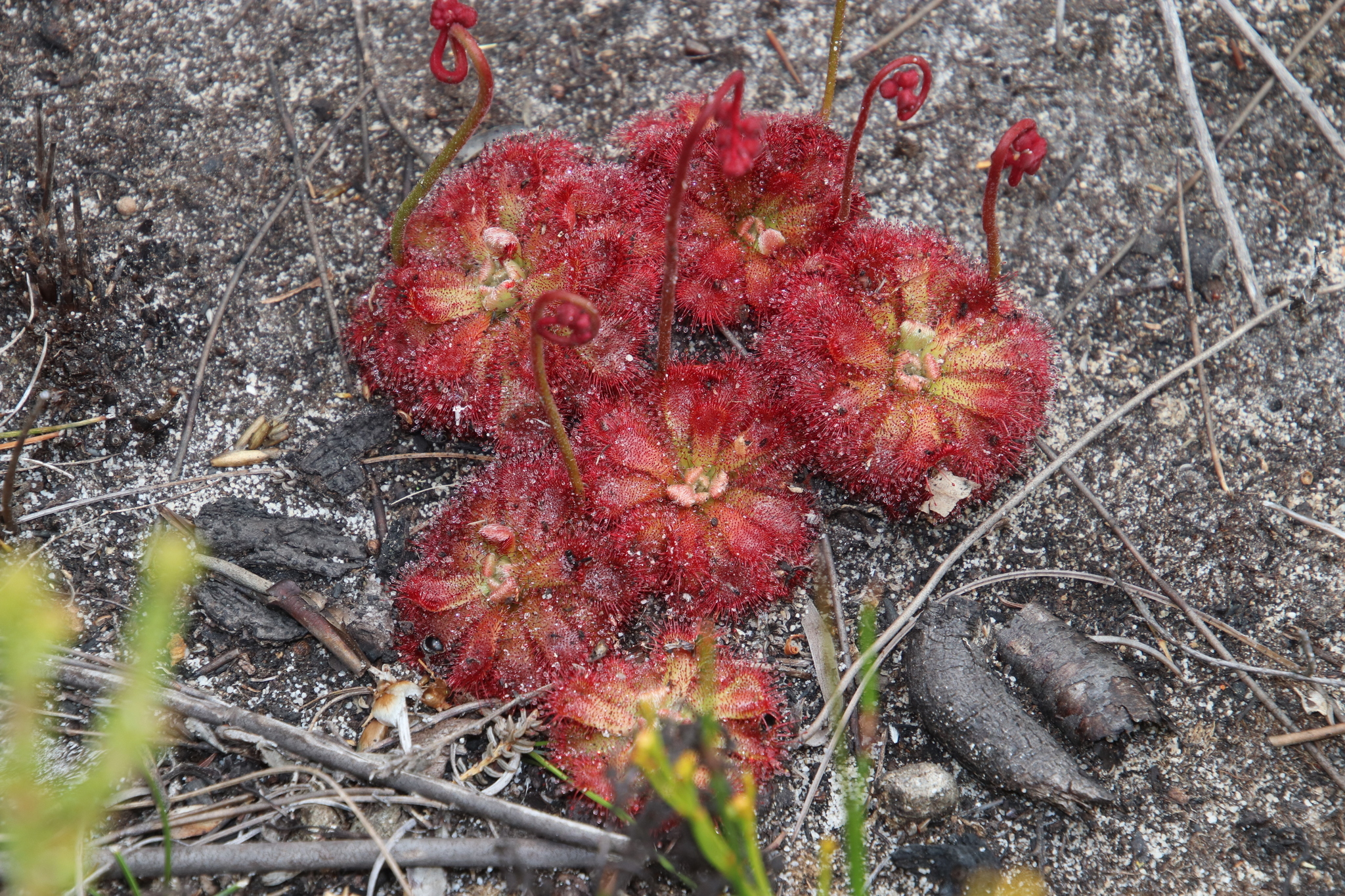 Drosera aliciae